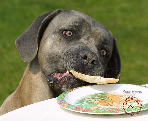Cane Corso 8R060D-19.JPG